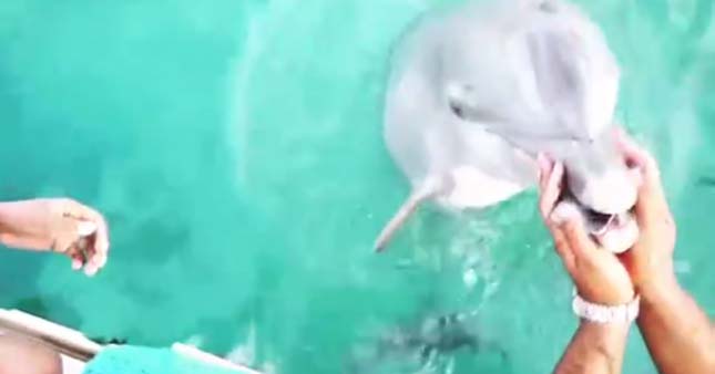 Bahamák delfinjei
