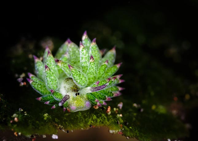 Tengeri bárány - Costasiella kuroshimae