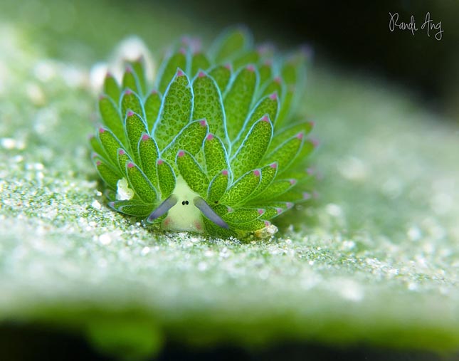 Tengeri bárány - Costasiella kuroshimae