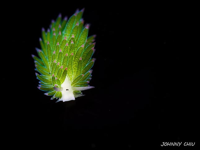 Tengeri bárány - Costasiella kuroshimae