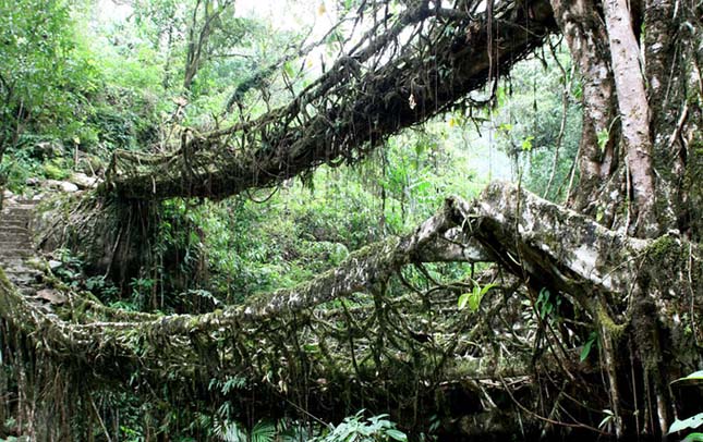 Természtes hidak, India