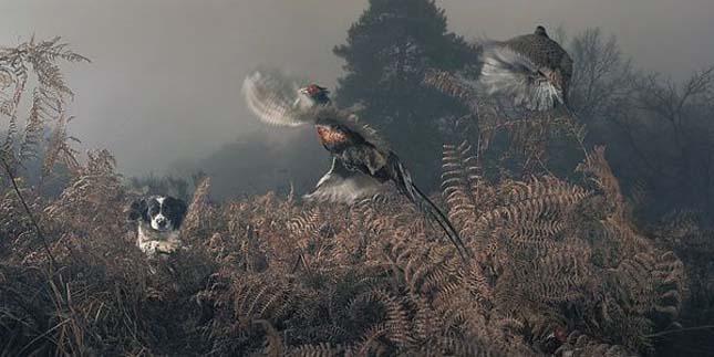 Tim Flach - kutyák