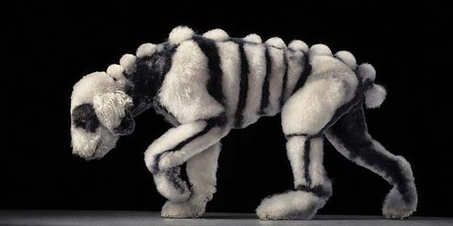 Tim Flach - kutyák