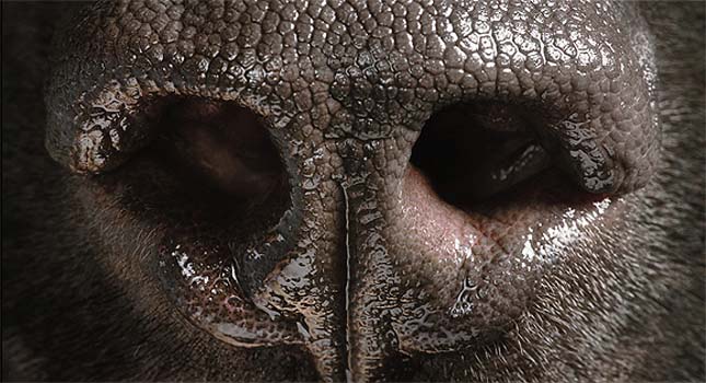 Tim Flach - kutyák