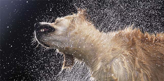 Tim Flach - kutyák