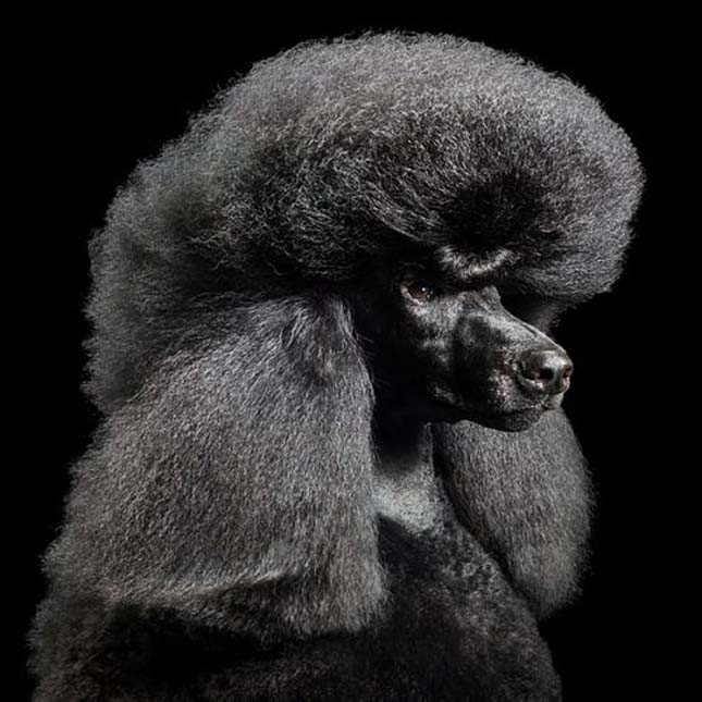 Tim Flach - kutyák