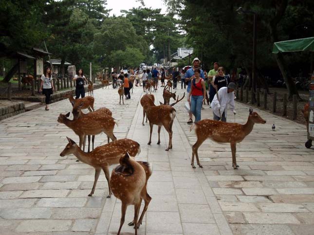 TodaiJi templom, Japán