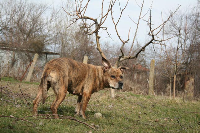 Tökéletesen időzített állati fotók