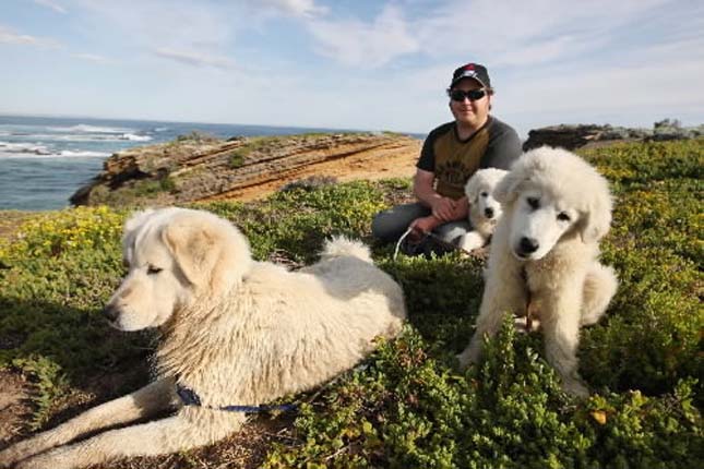 Kutyák mentik meg a törpepingvineket Ausztráliában