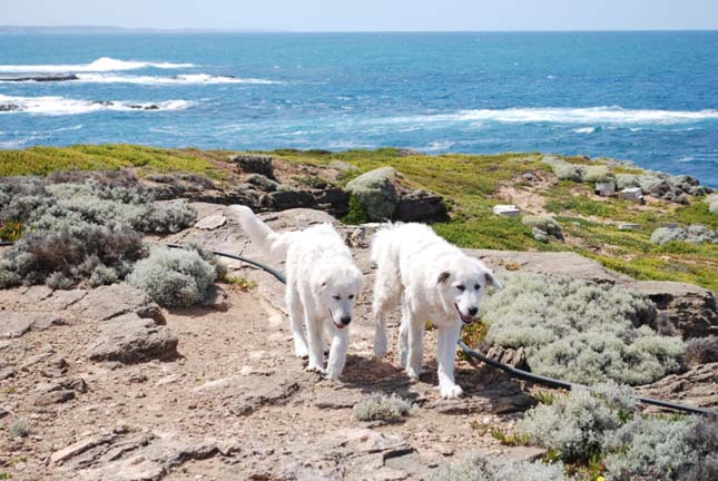 Kutyák mentik meg a törpepingvineket Ausztráliában