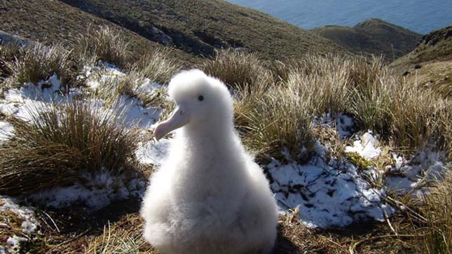 Tristan da Cunha