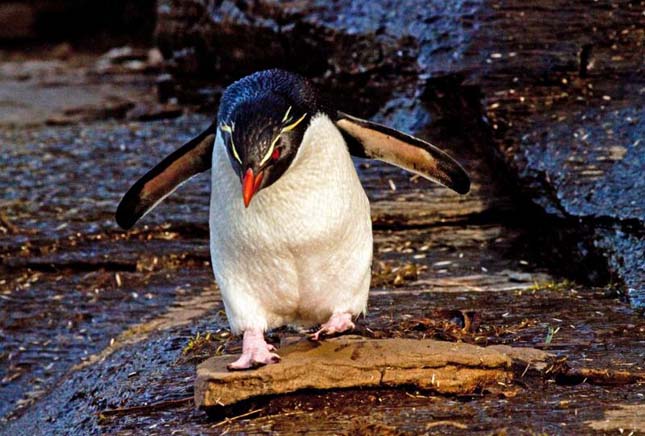 Tristan da Cunha