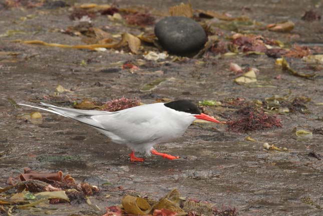 Tristan da Cunha