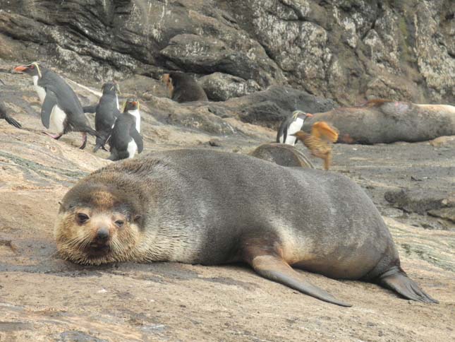 Tristan da Cunha