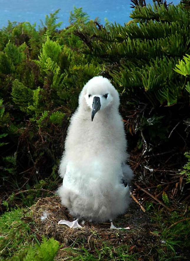 Tristan da Cunha