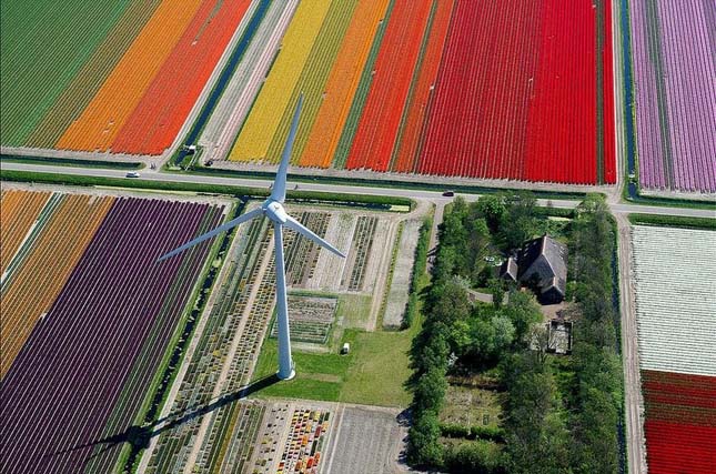 Tulipánmezők Hollandiában