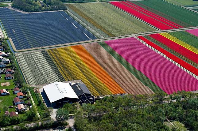 Tulipánmezők Hollandiában