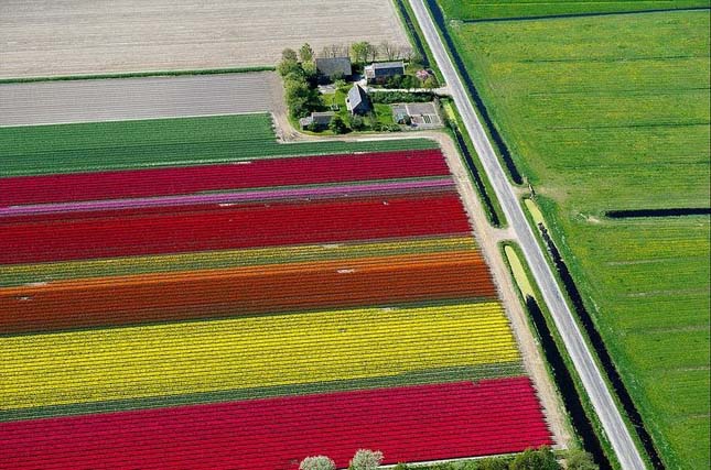 Tulipánmezők Hollandiában