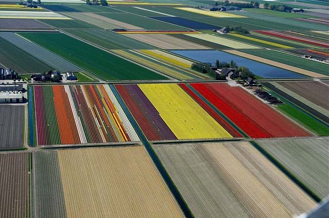 Tulipánmezők Hollandiában