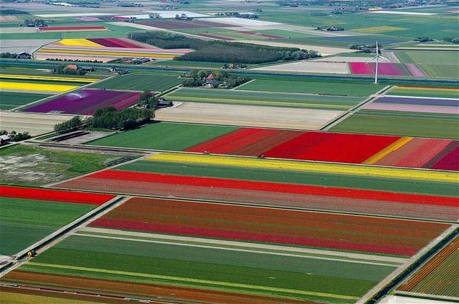 Tulipánmezők Hollandiában