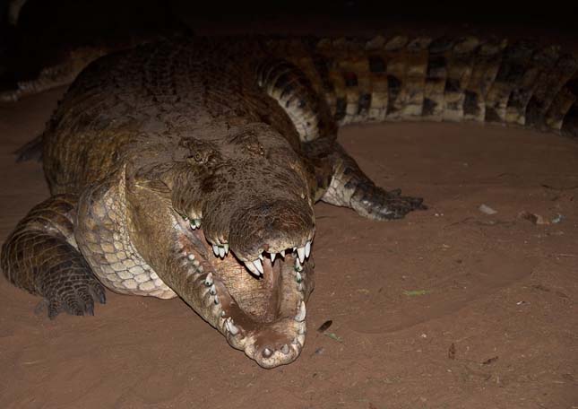 Turkana-tó, a legnagyobb sivatagi tó