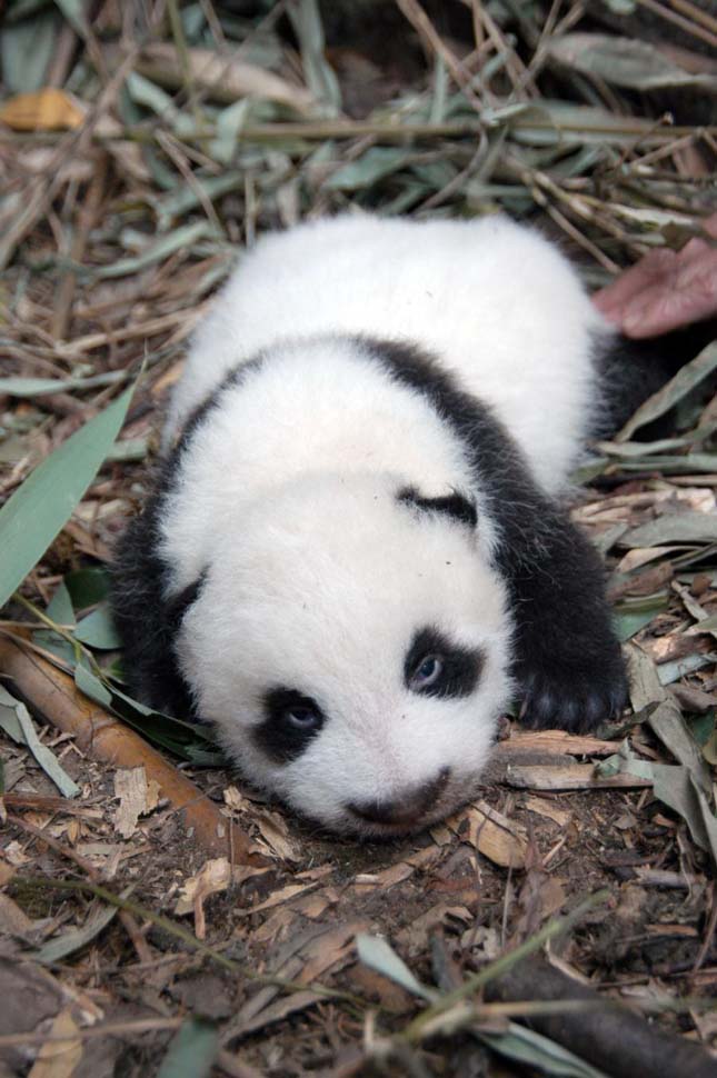Újszülött pandák