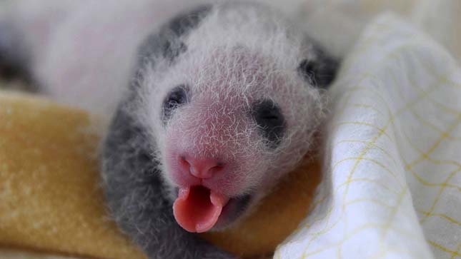 Újszülött pandák