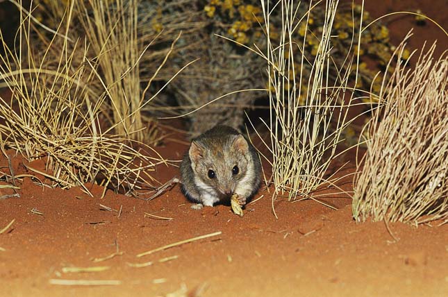 Uluru-Kata Tjuta Nemzeti Park