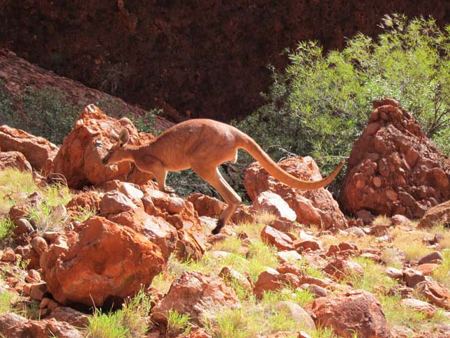 Uluru-Kata Tjuta Nemzeti Park