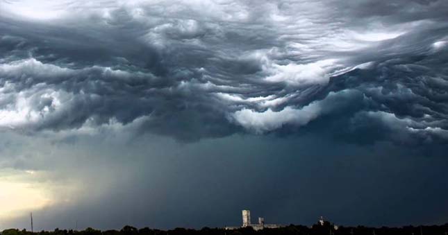 Undulatus asperatus