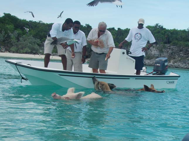 Úszó malacok a Bahamákon
