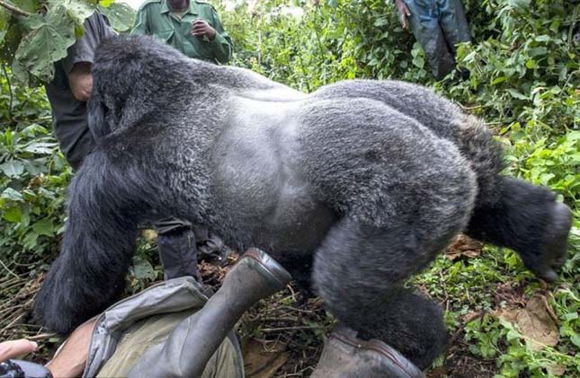 Verekedő részeg gorilla
