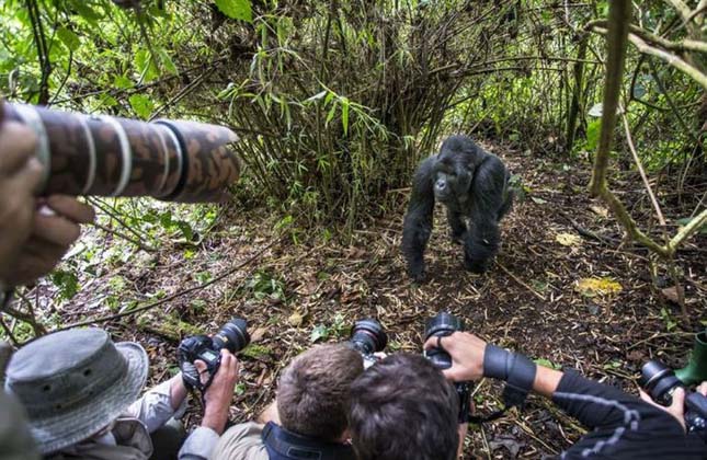 Verekedő részeg gorilla