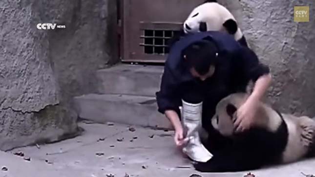 Pandák, akik nem akarják bevenni a gyógyszert