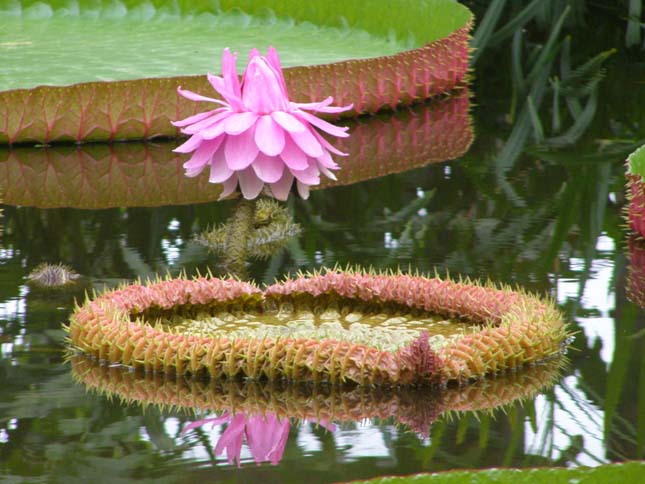 Victoria Amazonica, a világ legnagyobb tündérrózsája