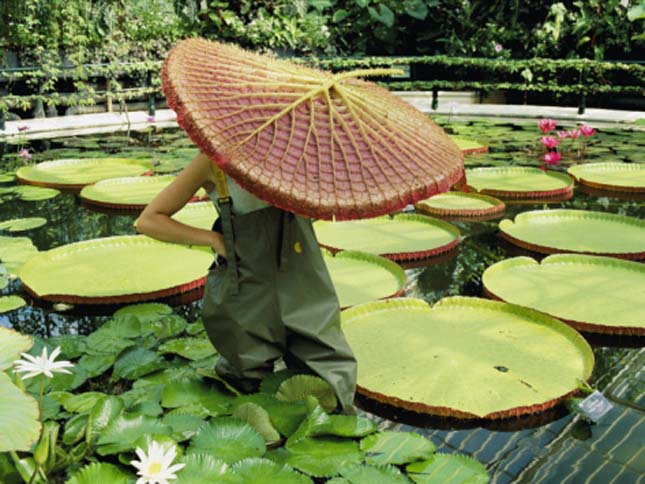 Victoria Amazonica, a világ legnagyobb tündérrózsája