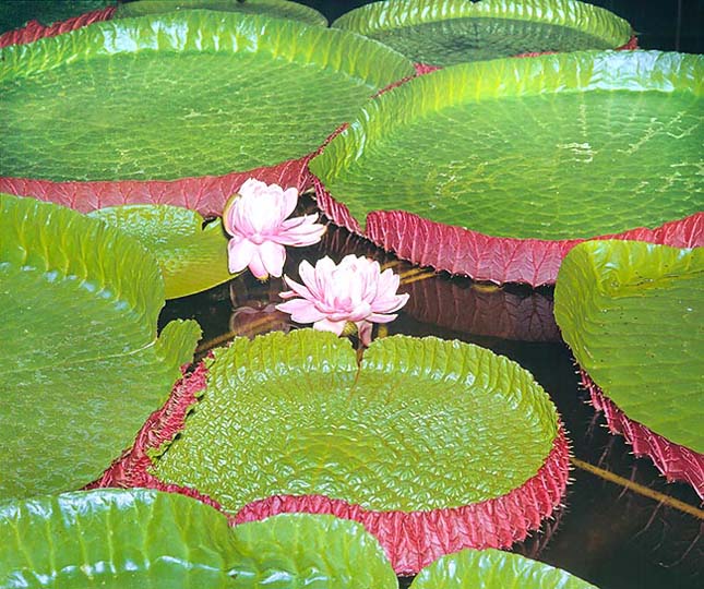 Victoria Amazonica, a világ legnagyobb tündérrózsája