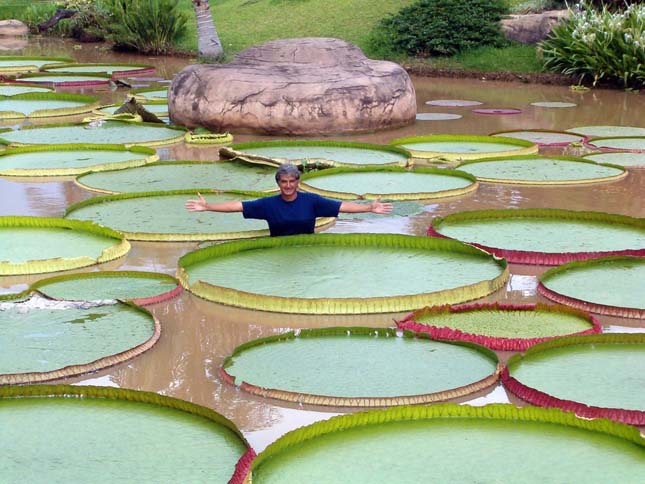 Victoria Amazonica, a világ legnagyobb tündérrózsája