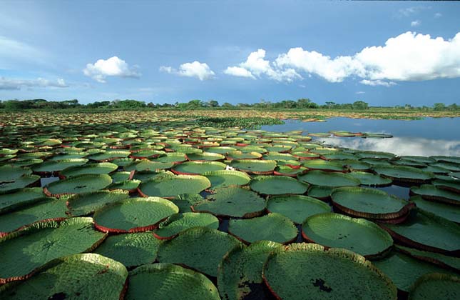 Victoria Amazonica, a világ legnagyobb tündérrózsája