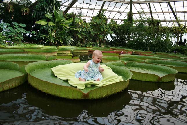 Victoria Amazonica, a világ legnagyobb tündérrózsája