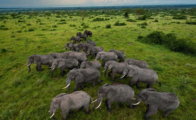 Virunga Nemzeti Park