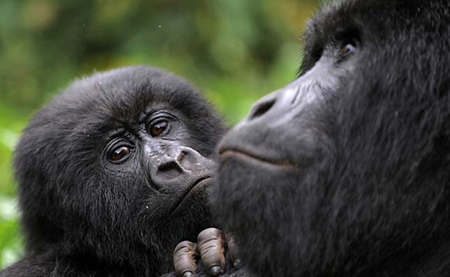 Virunga Nemzeti Park