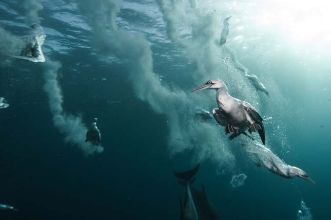 Alexander Safonov víz alatti fotói