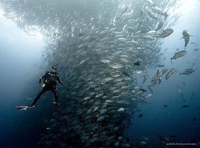 Alexander Safonov víz alatti fotói