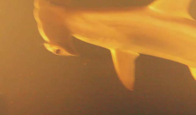 Cápákat találtak egy víz alatti vulkánban