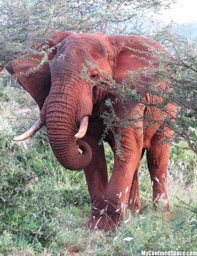 Vörös elefántok