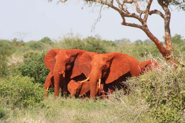 Vörös elefántok