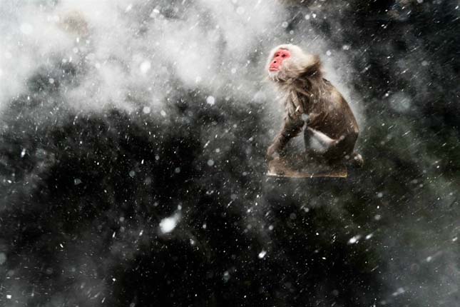 Wildlife Photographer of the Year