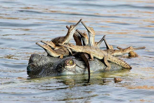 Wildlife Photographer of the Year