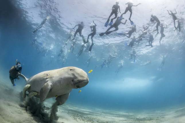 Wildlife Photographer of the Year 